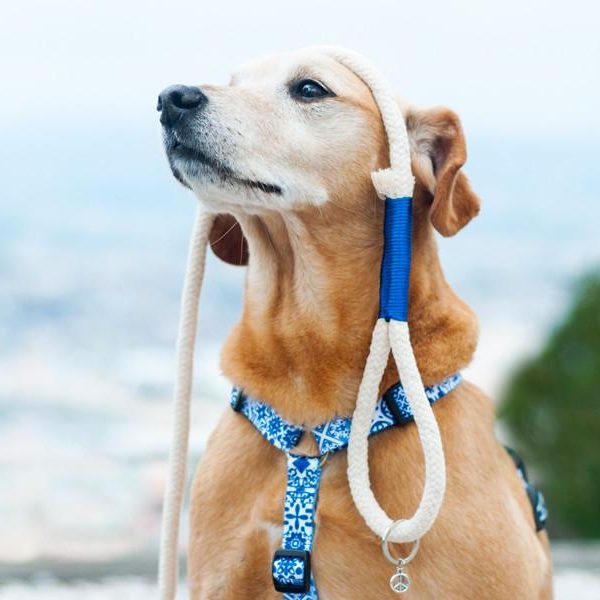 Leash Organa